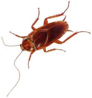 Cockroach control